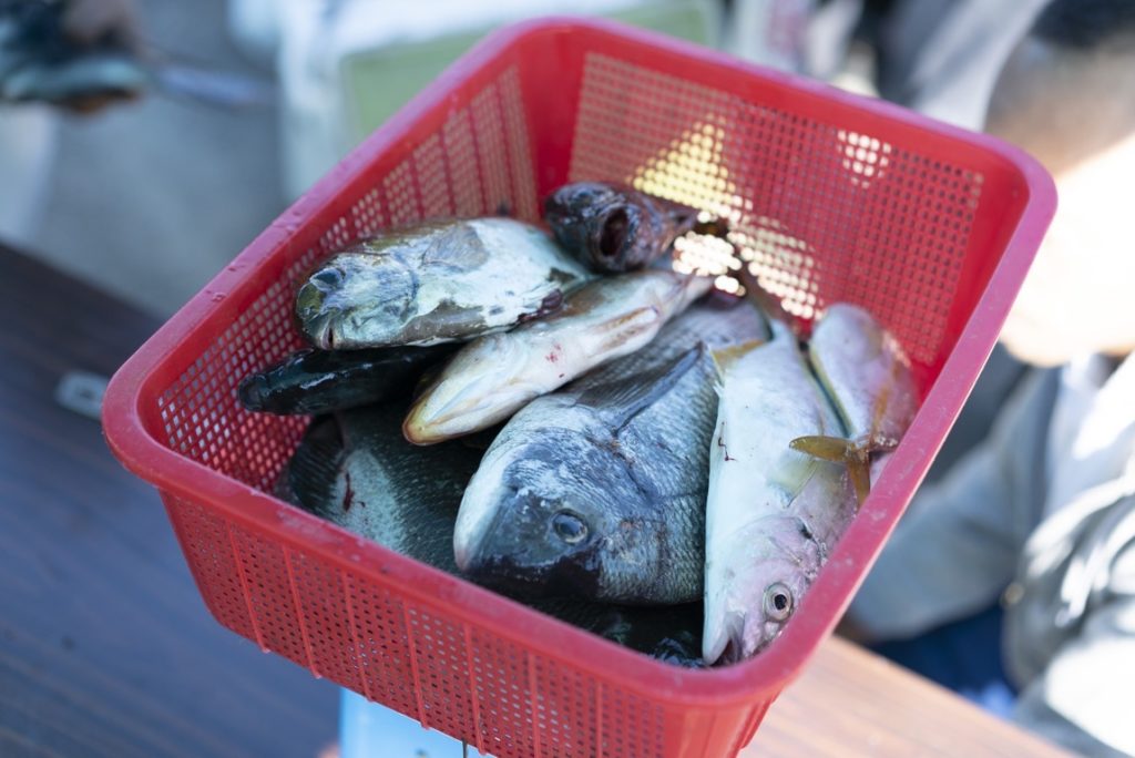 磯釣りのメッカ牟岐町で、磯釣り大会が今年も開催されました！